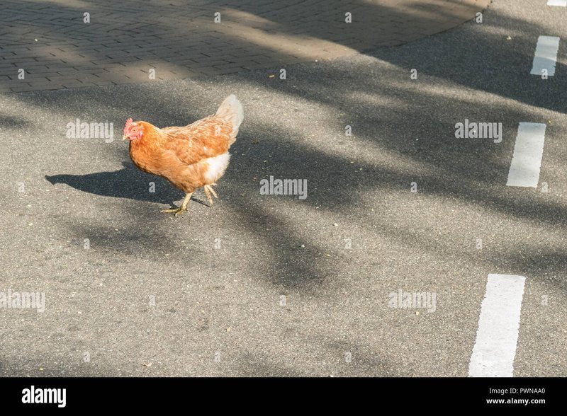 Explorează jocul chicken road