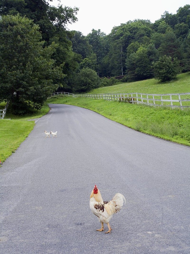 Discover chicken road online