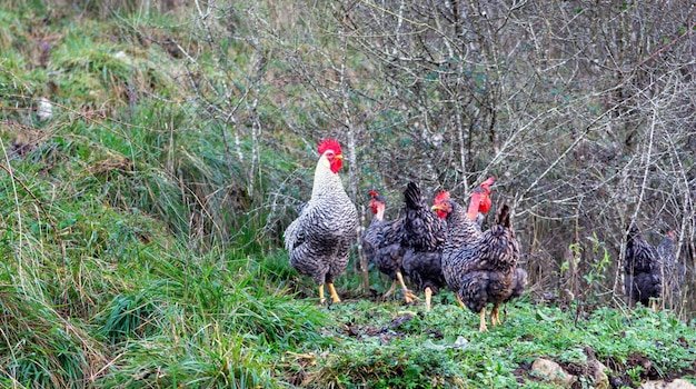 Chicken road game in Spain